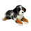 Douglas Douglas Maizie Australian Shepherd Dog   e???d??a ?e  ?st? ??? 1