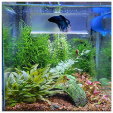 SeeShelter Betta Tunnel (Translucent klar)