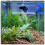 SeeShelter Betta Tunnel (Translucent klar) 1