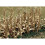 JTT Scenery Dried Corn Stalks 2 """" Tall 28/Pkg 2