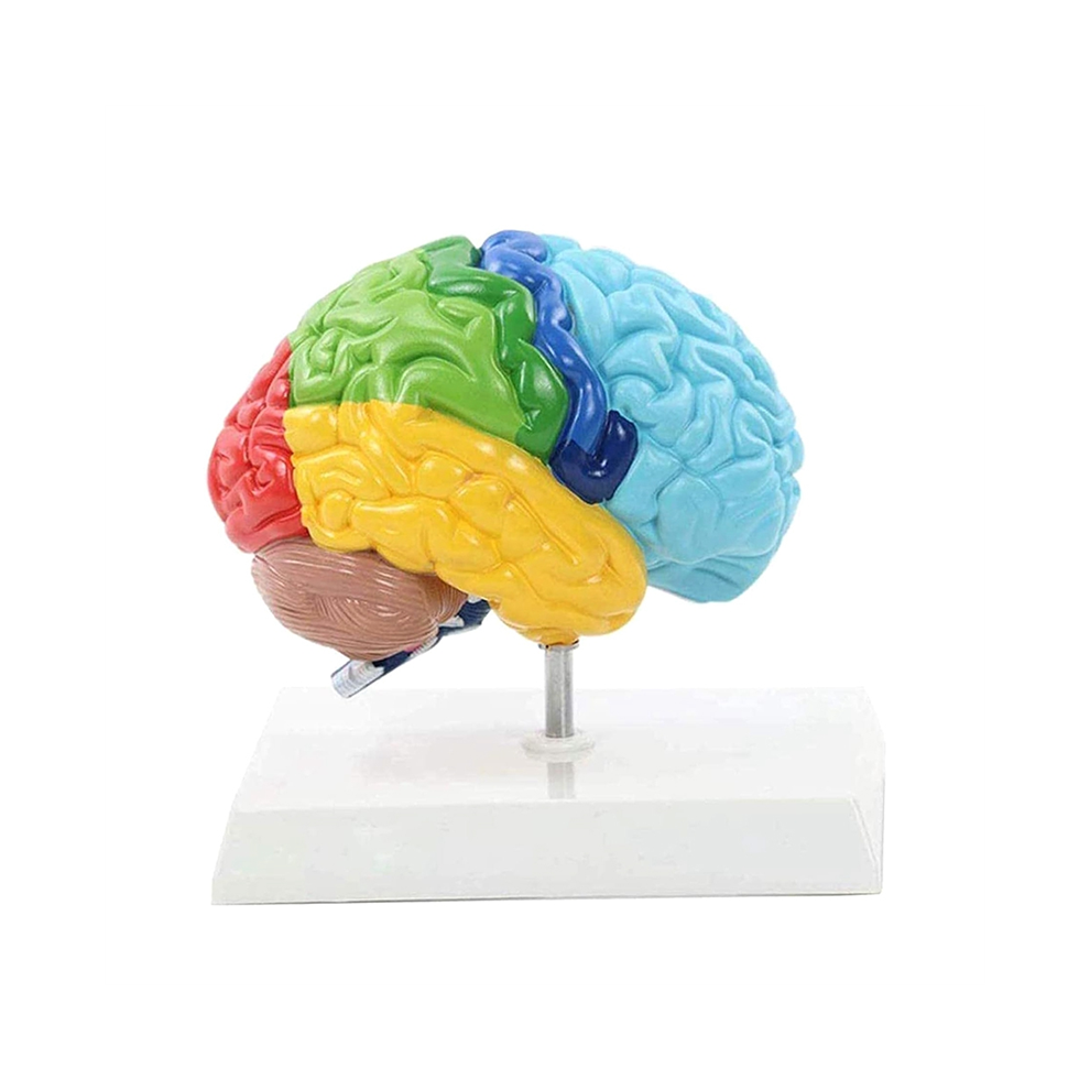 Modello Del Corpo Umano Dell'emisfero Destro Del Cervello-image