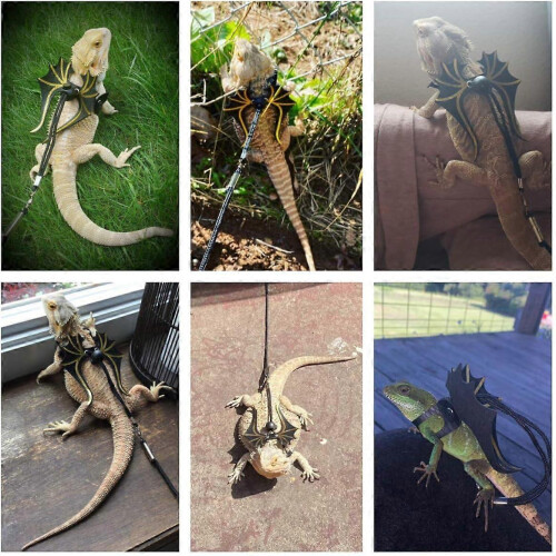 3 Size Pack Bearded Dragon Lizard Leash Harness 1