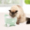 Catit S??t?????? Catit PIXI - S??t?????? ?e??? ??a ??te? ?e t??p?? f??t?? ?a? e?????????? ep?????? p?s??, p??s??? 3
