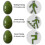 Natural Jade Women's Pelvic Floor Exercise Complete Set 4