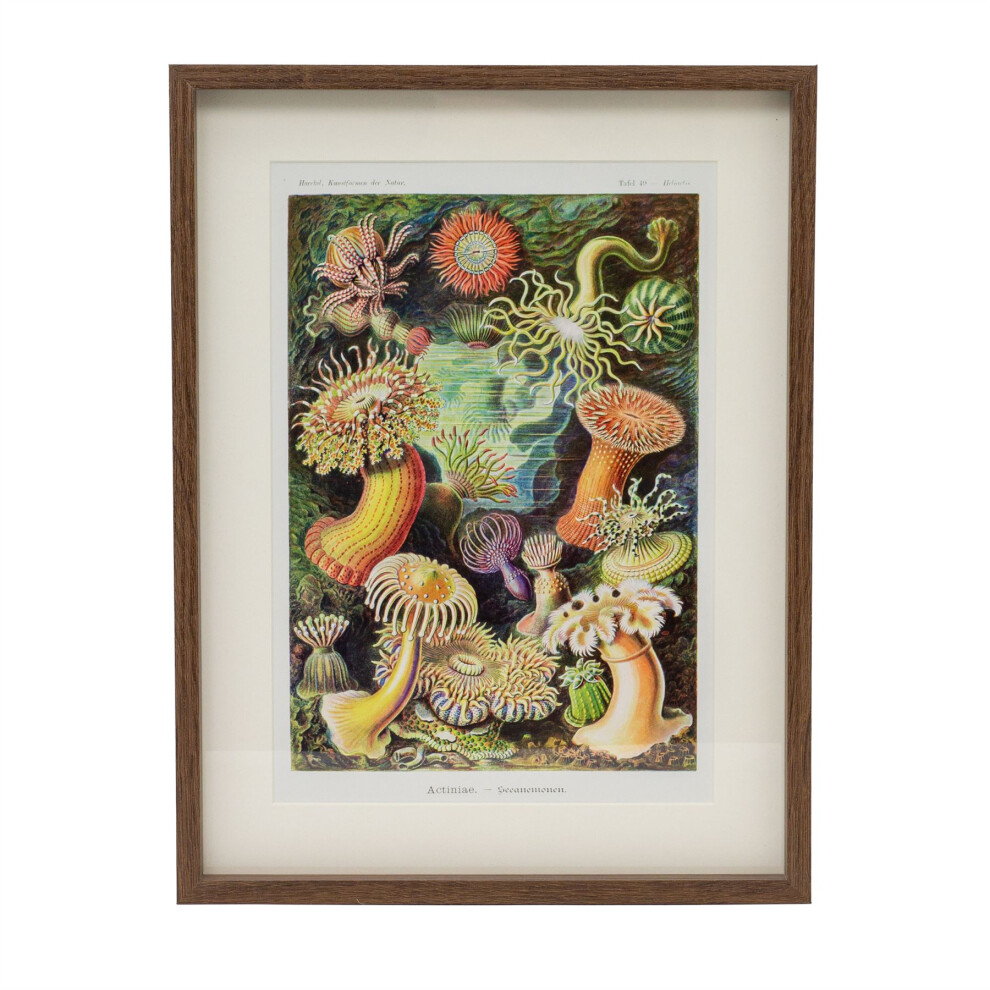 31x41cm Portrait Framed Ocean Sea Plant Prints | Marine Flora Wall Art Picture Frame | Underwater Botanical Prints Pictures For Walls