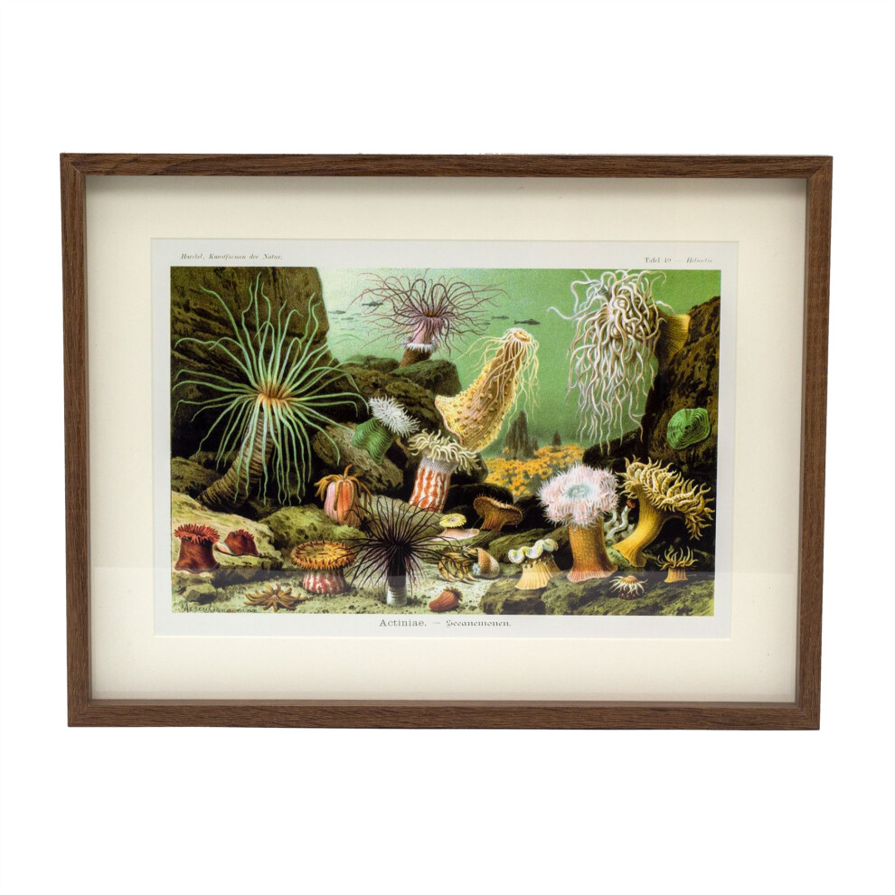 31x41cm Landscape Framed Ocean Sea Plant Prints | Marine Flora Wall Art Picture Frame | Underwater Botanical Prints Pictures For Walls