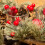 Carousel Handcrafted Christmas Double Tealight Candle Holder ~ Xmas Table Centrepiece 5