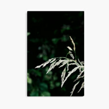 (Photo of a plant in nature=870) Canvas Print DIY Framed Kit Wall Art Room Decor 16x20 inch or 18x18"
