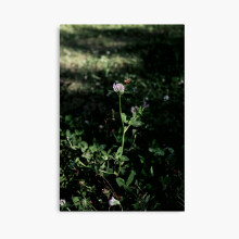 (Photo of a plant in nature=850) Canvas Print DIY Framed Kit Wall Art Room Decor 16x20 inch or 18x18"