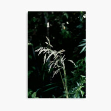 (Photo of a plant in nature=791) Canvas Print DIY Framed Kit Wall Art Room Decor 16x20 inch or 18x18"