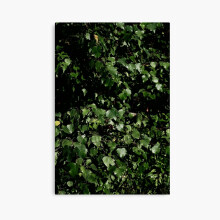 (Photo of a tree in nature=764) Canvas Print DIY Framed Kit Wall Art Room Decor 16x20 inch or 18x18"