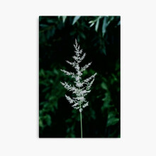 (Photo of a plant in nature=9784) Canvas Print DIY Framed Kit Wall Art Room Decor 16x20 inch or 18x18"