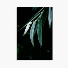 (Photo of a plant in nature=9676) Canvas Print DIY Framed Kit Wall Art Room Decor 16x20 inch or 18x18"