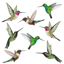 8 Large Beautiful Humming Bird Static Cling Window Stickers Hummingbird Anti Collision Strike