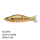 Slow Floating Bait Swimming Joint Swing Lure Bionics E 3