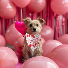 Pet Scarf Valentine's Day Pet Apparel Love Pet Scarf Cats And Dog Tricot Pet Accessories Valentine's Day Decorations Flye251919