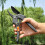 Gear Shears Branch Shears Gardening Shears Pruning Shears Fruit Tree Flower Shears Scissors Fruit Picking Shears Flye256448 4