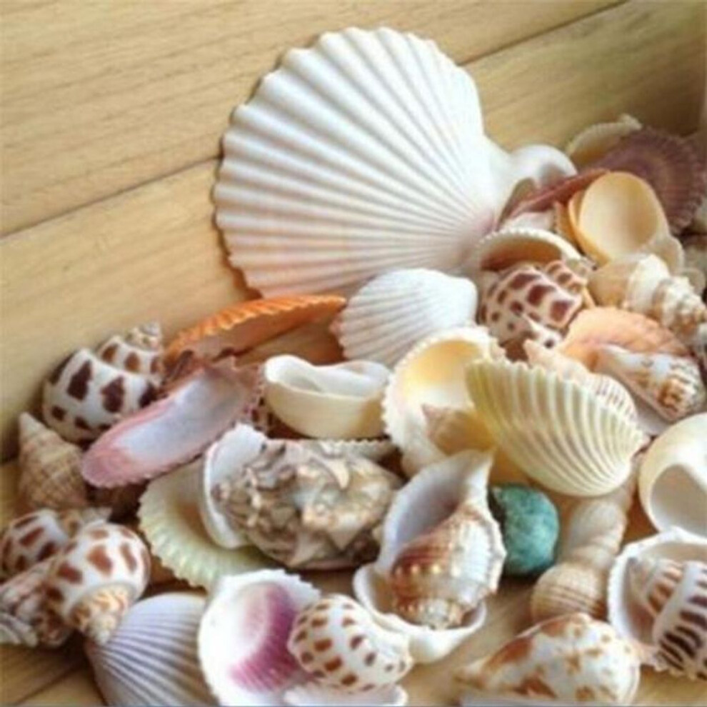100g Mixed Sea Beach Shells Crafts Seashells Aquarium Decor Photo Props