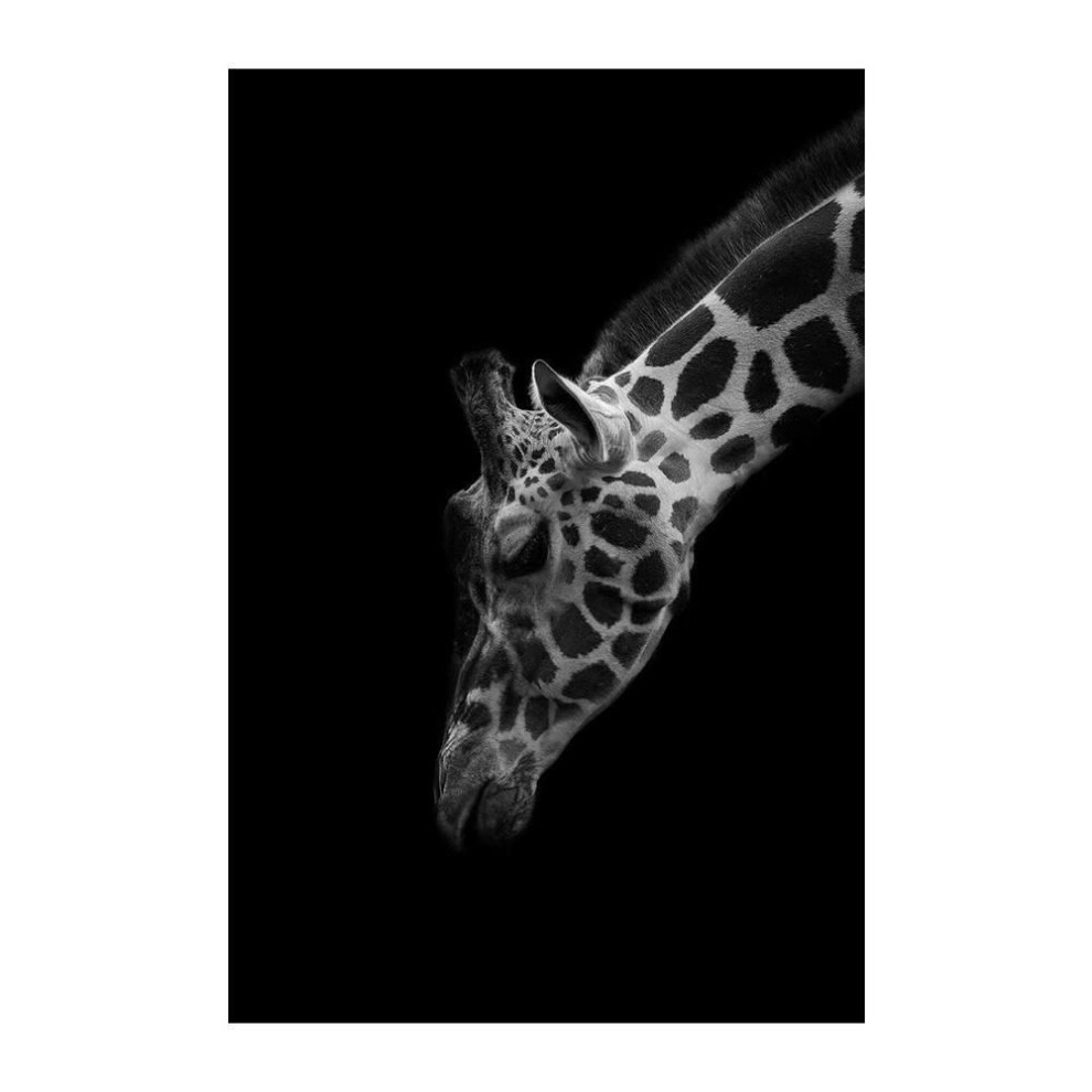 (grey, 30x40cm no frame) Giraffes with Sunglasses Funny Art Posters And Prints Black And White Animals Canvas Paintings on the Wall Art Pictures Cuadros
