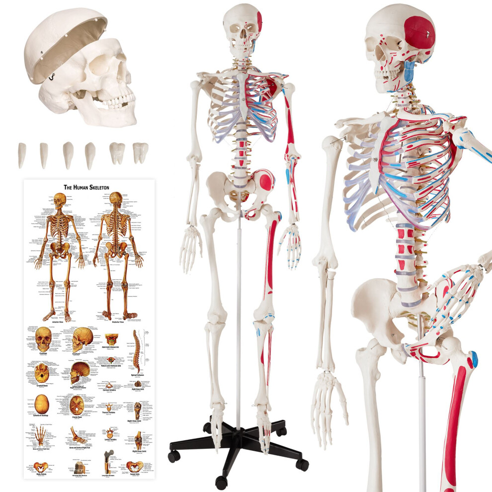 Skeleton Human Skeletal System Life Size Model Muscle Labels Anatomical Poster