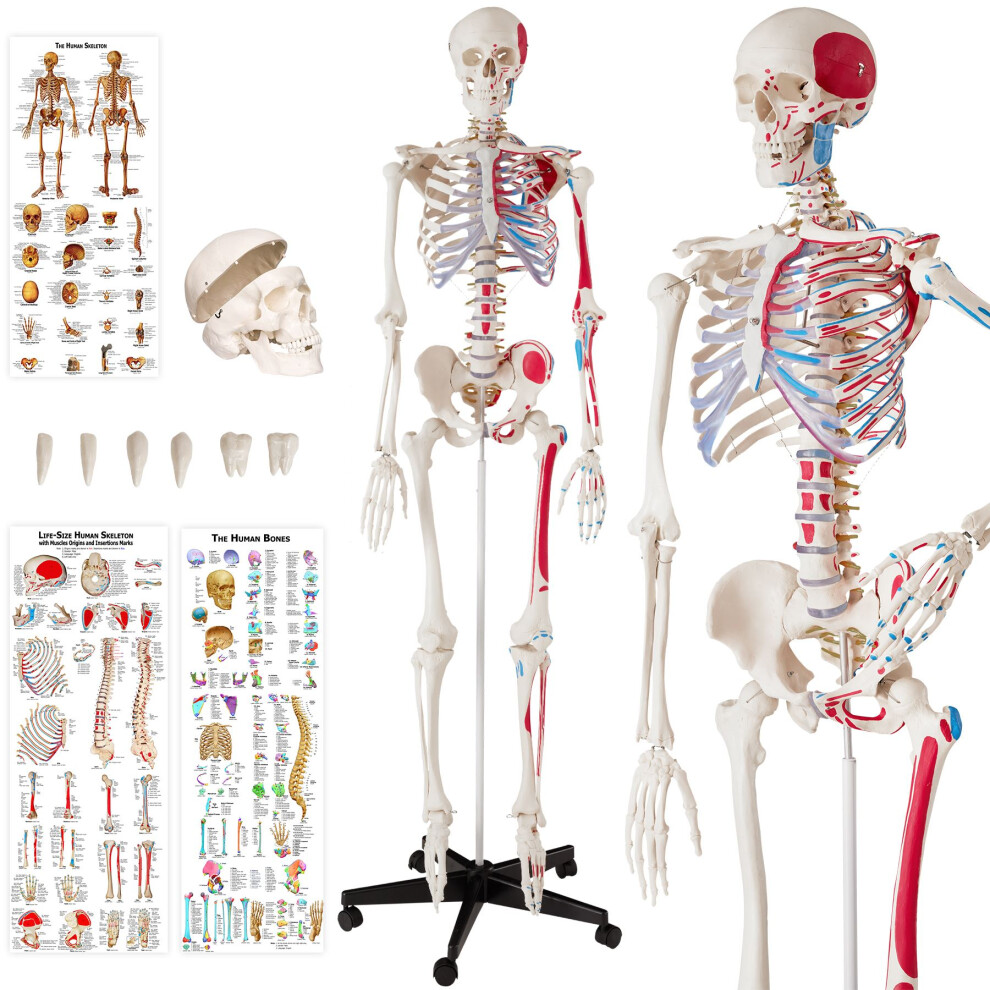 Skeleton Human Skeletal System Anatomical Life Size Model Muscle Labels Poster