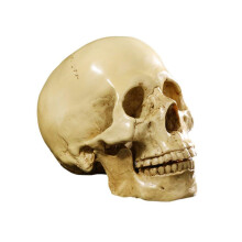 Modell 1: 1 menschlicher Schädel aus Kunstharz, anatomische Lehre, Dekorationsschädel, medizinische Ausbildung, Halloween-Party (gelb)