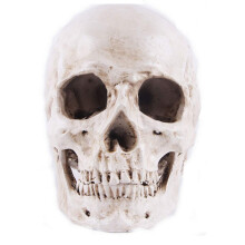 Modell 1: 1 menschlicher Schädel aus Kunstharz, anatomische Lehre, Dekorationsschädel, medizinische Ausbildung, Halloween-Party (weiß)