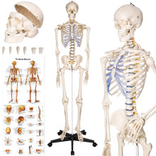 Skeleton - life-sized human skeletal system, with mobile stand, anatomy poster