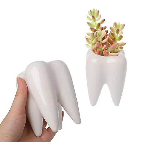 Tooth Shape White Ceramic Flower Pot Modern Design Planter Teeth Model Mini Desktop Pot Gift 1