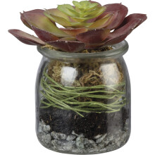 Primitivas de Kathy Jar Suculenta de roseta roja