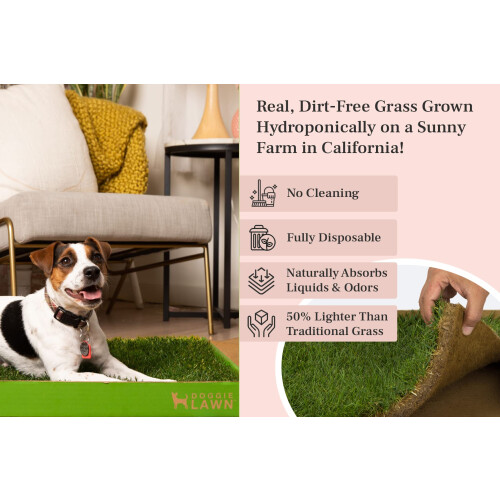 DoggieLawn Almofadas de Grama Natural para Cães - 24 x 16 Polegadas - Caixa de Areia Interna 2