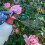 Rose Clear Ultra Shield Bug Killer Concen. Plant Insect Control 200ml 6