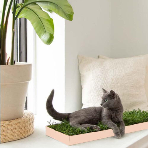 Kittylawn Cat Real Grass Lounge Pol.
