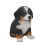 Statue de chiot bouvier bernois Hi-Line Gift Ltd 5