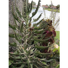 1. Madre de miles de plantas caimanes: Kalanchoe Daigremontiana