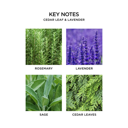 NEST Fragrances Reed Diffuser - Setrilehti & Laventeli 5,9 fl unssia 2