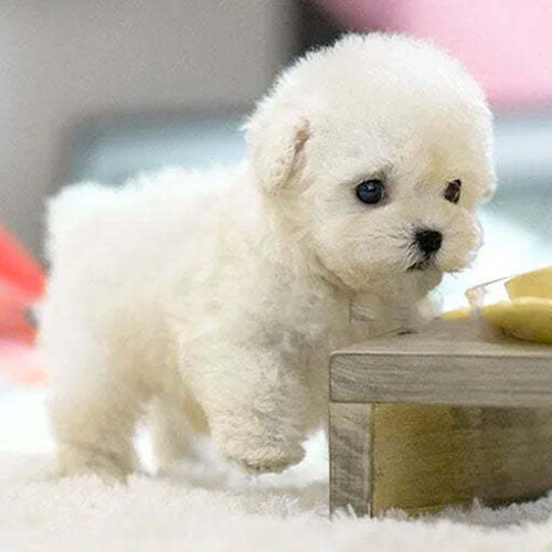 (white) My Robot Puppy Plush