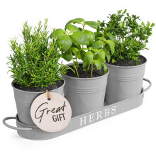 Barnyard Designs Indoor rt Trdgrd Planter Set med bricka Metall fnsterbrda Vxtkrukor med drnering fr utomhus eller inomhus vxter Set/3 (