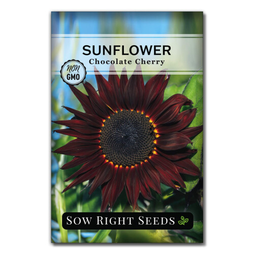Sow Right Seeds - Σπόροι Ηλιοτρόπιου Σοκολάτας Cherry για Φύτευση - Non-GMO Πακέτο με Οδηγίες 1