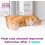 Comfort Zone Calming Pheromone Diffuser Starter Kit a Calm Single or Multi-Cat Home Reduces Stress Spraying Scratching & Other 1 Diffuser & 1 Refill 5