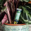 Westland Houseplant Droplet Feeder 40ml 4