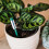 Westland Westland Indoor Houseplant Watering Indicator 2