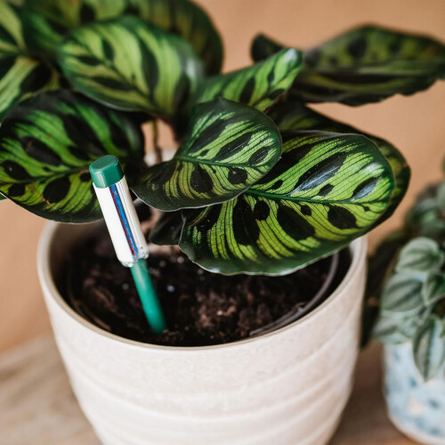 Westland Westland Indoor Houseplant Watering Indicator 1