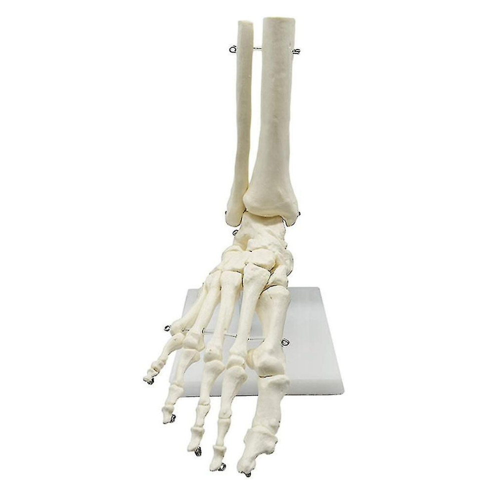 1:1 Human Skeleton Foot Anatomy Model Foot And Ankle with Anatomical Model Anatomy Teaching Resourc