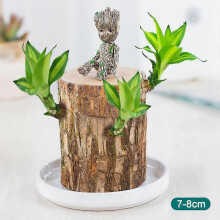 (7-8 Cm) Mini Brazilian Wood Potted Plants Clean Air Lucky Wood Plant Pot Hydroponic Plants Hydroponic Tree