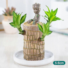 (5-6 Cm) Mini Brazilian Wood Potted Plants Clean Air Lucky Wood Plant Pot Hydroponic Plants Hydroponic Tree