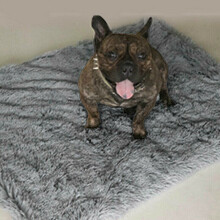 (Dark Grey, M) Dog Cat Puppy Blanket Pet Soft Fluffy Blanket Cosy Warm Throw Mats