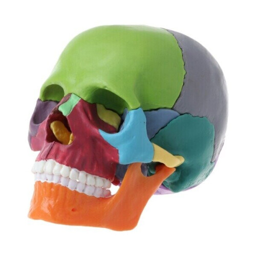 Geni-Store (Multicolor) 4D Disassembled Color Skull Anatomical Model