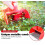 Berry Picker Berry Picker with Handle Blueberry Picker Garden Tools 3