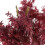 120cm Artificial Red Maple Tree 4